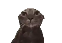 a close up of a cat looking at the camera