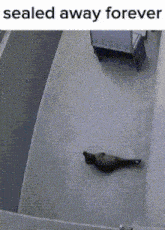 a pigeon is sitting on the roof of a building and the caption says sealed away forever