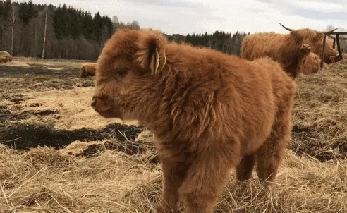 cute-cow.gif