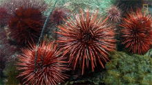 camouflaging camouflage queen wonderfully weird octopus sea urchins