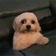 Puppy Dog GIF - Puppy Dog Staring GIFs