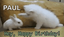 Birthday Kitty GIF - Birthday Kitty Bunny GIFs