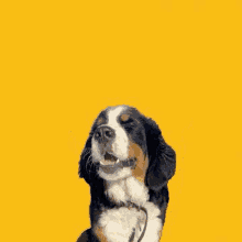Bernese Mountain Dog GIF - Bernese Mountain Dog GIFs