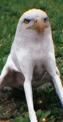 a white bird with a large beak is sitting on the grass .