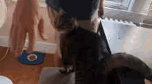 Rosco Cat GIF - Rosco Cat GIFs