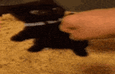 a person is petting a black cat on a carpet .
