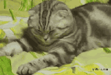 Cat Cat Slee GIF - Cat Cat Slee Cat N GIFs