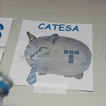 Catesa GIF - Catesa GIFs