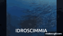 Idroscimmia Calabrese GIF - Idroscimmia Calabrese GIFs