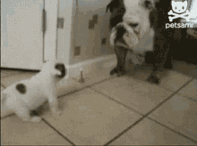 Dog Got You GIF - Dog Got You What Are You Looking At GIFs
