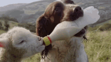 dog drinking milk sheep help friends