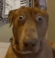 Huh Dog What Dog GIF - Huh dog WHAT dog - Discover & Share GIFs