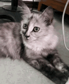 a gray and white cat with green eyes is laying down on the floor