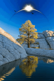 Lake Tree GIF - Lake Tree GIFs