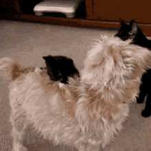 Lol Cat Dog Pets Fun GIF - Lol Cat Dog Pets Fun Funny Pets GIFs