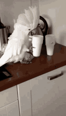 bird cups