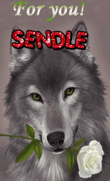 a drawing of a wolf with a white rose and the words for you sendle