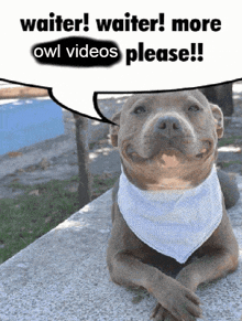 More Owl GIF - More Owl Owl Videos GIFs