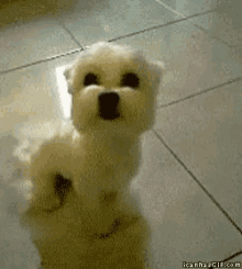 Small Dog GIF - Small Dog Smile GIFs