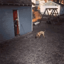 Cavan Awesome Sneak Attack GIF - Cavan Awesome Sneak Attack Dog GIFs