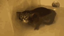 Mclovin The Cat GIF - Cat Shower Bath GIFs