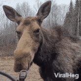 Sniffing Around Wild Moose GIF