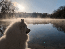 a white dog looks out over a foggy lake with trees in the background