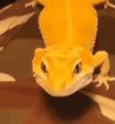 a close up of a yellow lizard on a brown surface