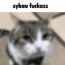 a blurry picture of a cat with the words sybau fuckass written on it .