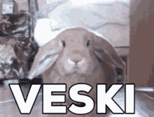 Veski Rabbit GIF - Veski Rabbit Bunny GIFs