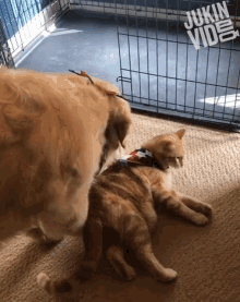 Cat And Dog Pull Scarf GIF