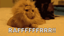 Lion Cat GIF