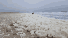 Dog Sea GIF - Dog Sea Wind GIFs