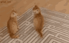 Attack Kittens GIF - Attack Kittens Pets GIFs