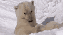 Polarbear Animals GIF - Polarbear Animals Wink GIFs