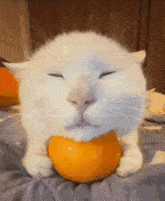 Apple Cat GIF - Apple Cat Cat Meme GIFs