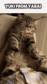 a cat is laying on a person 's lap with the caption yuki from yabai