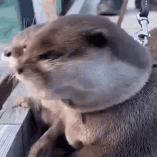 Otter Surprised GIF - Otter Surprised GIFs