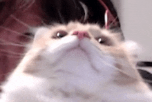 a close up of a cat looking up at the camera with a person in the background .