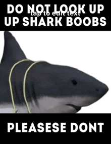Shark Boobs Shark With Boobs GIF