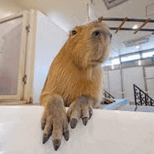 Capybara Feet GIF - Capybara Feet GIFs