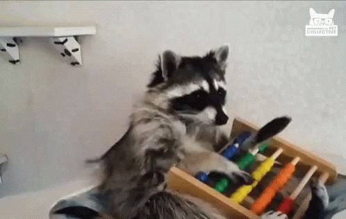 raccoon-playful.gif