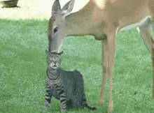 Funny Animals Cats GIF - Funny Animals Cats Deer GIFs