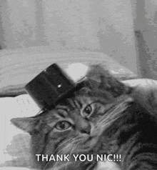 Cat Hat Off GIF - Cat Hat Off Congrats GIFs