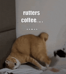 Rutters Coffee Cat GIF - Rutters Coffee Cat Crazy Cat GIFs