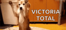 Victoria Total Catch GIF - Victoria Total Catch Dog GIFs
