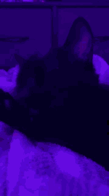 Code Brenden Pepper GIF - Code Brenden Pepper Black Cat GIFs