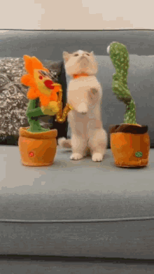 Cat Party GIF - Cat Party GIFs