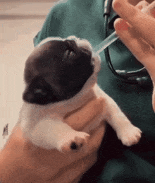 a person holding a puppy with a syringe in it