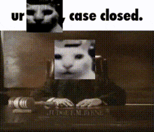 Court Cat GIF